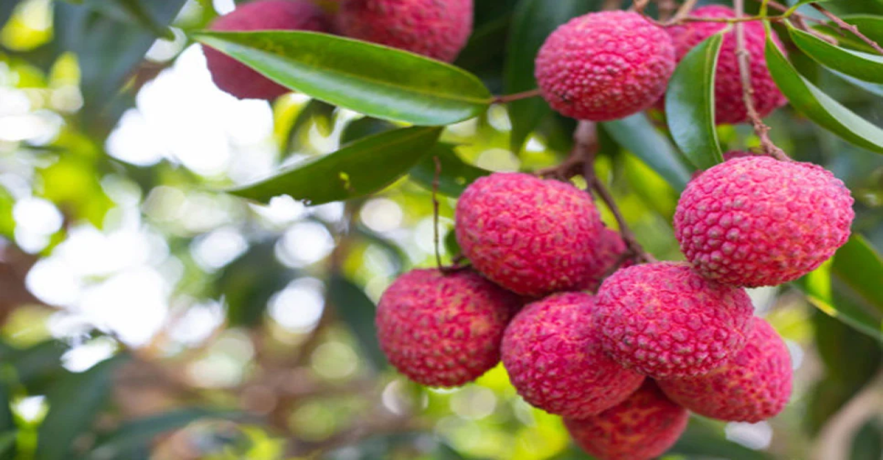 হৃদরোগ-ক্যান্সারের ঝুঁকি হ্রাস করে লিচু